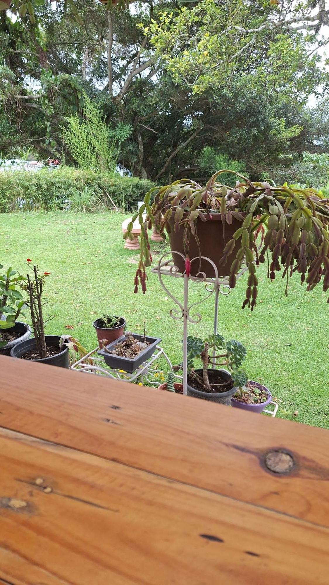 Hostal Vista Boquete Bajo Boquete ภายนอก รูปภาพ