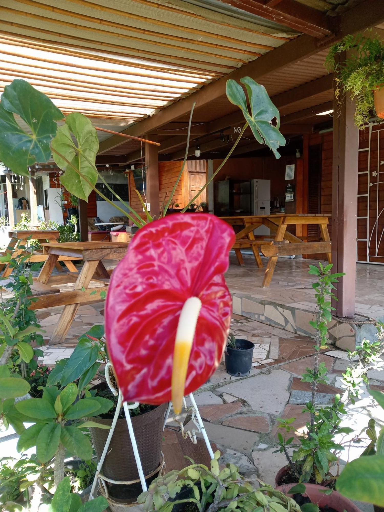 Hostal Vista Boquete Bajo Boquete ภายนอก รูปภาพ