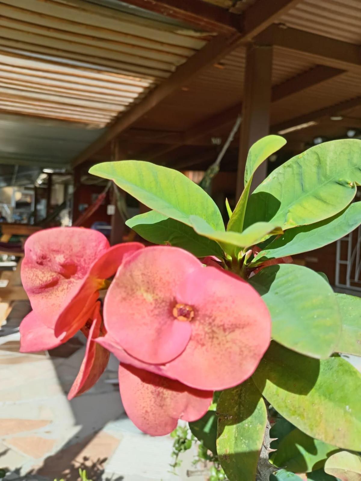 Hostal Vista Boquete Bajo Boquete ภายนอก รูปภาพ