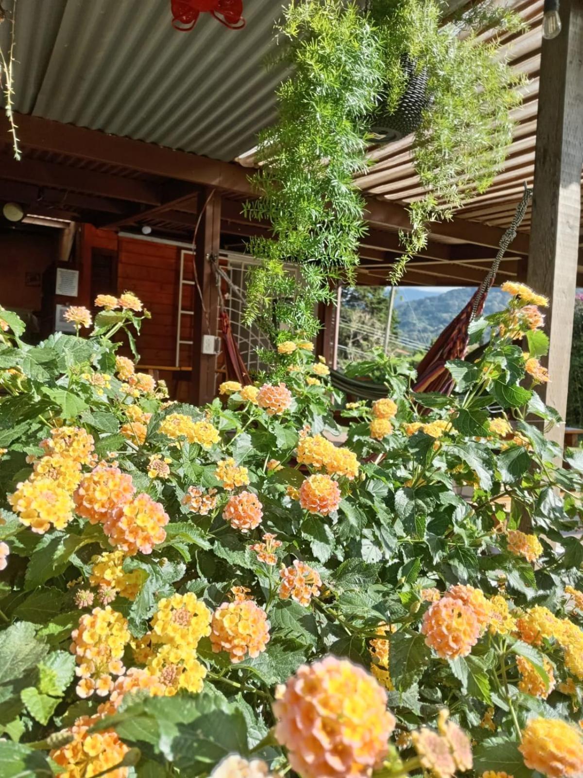 Hostal Vista Boquete Bajo Boquete ภายนอก รูปภาพ
