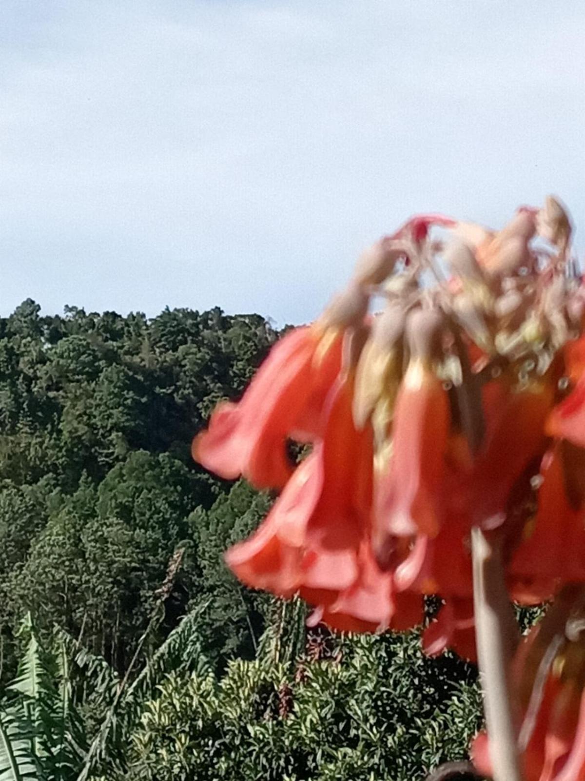 Hostal Vista Boquete Bajo Boquete ภายนอก รูปภาพ