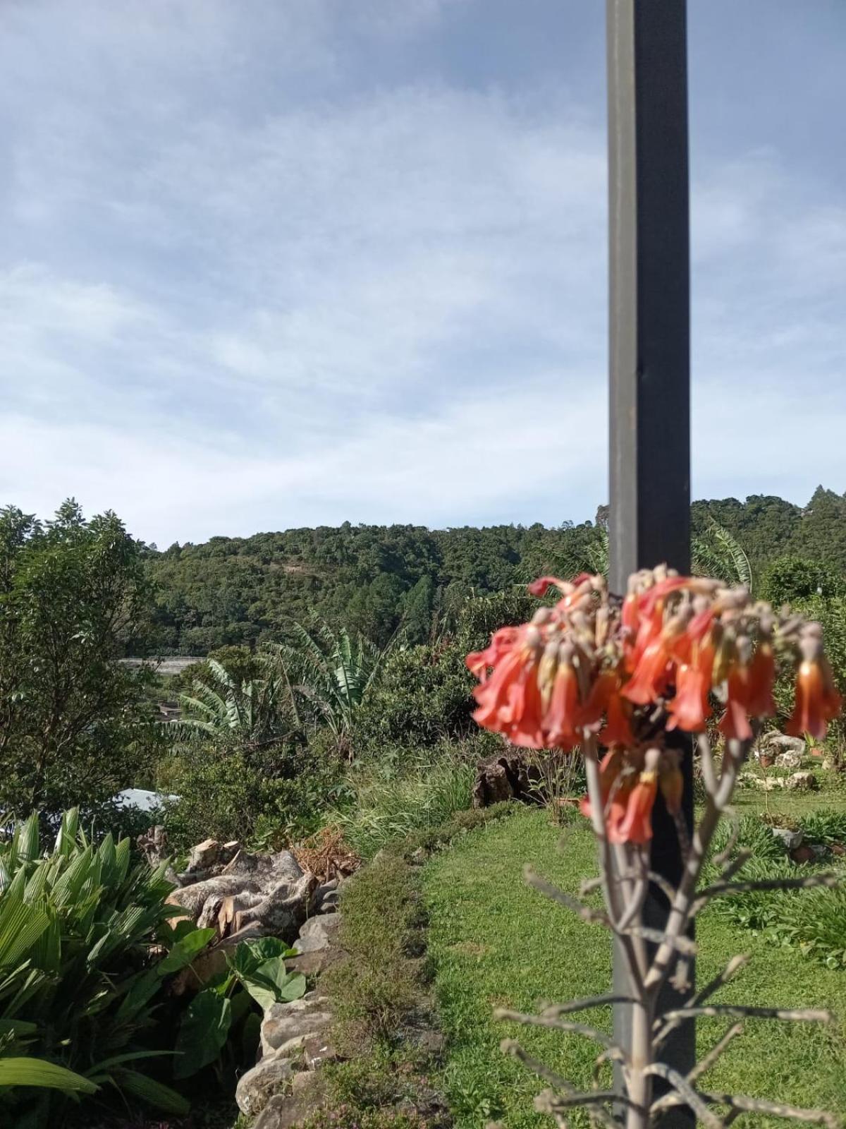 Hostal Vista Boquete Bajo Boquete ภายนอก รูปภาพ