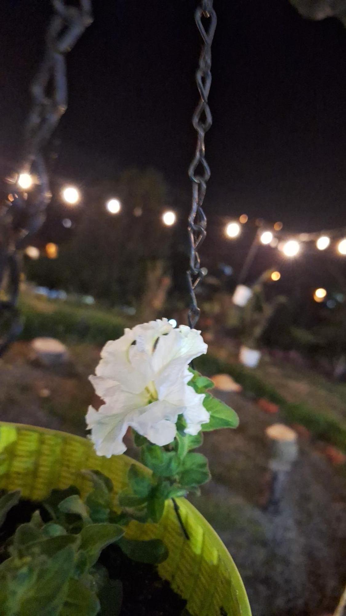 Hostal Vista Boquete Bajo Boquete ภายนอก รูปภาพ