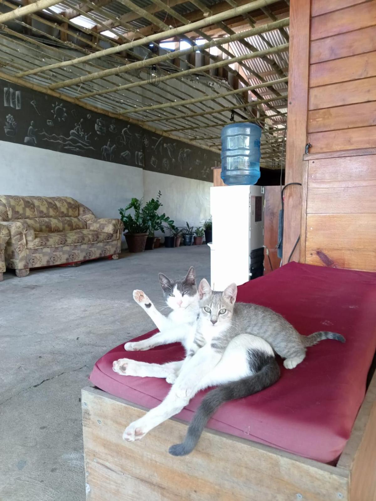 Hostal Vista Boquete Bajo Boquete ภายนอก รูปภาพ